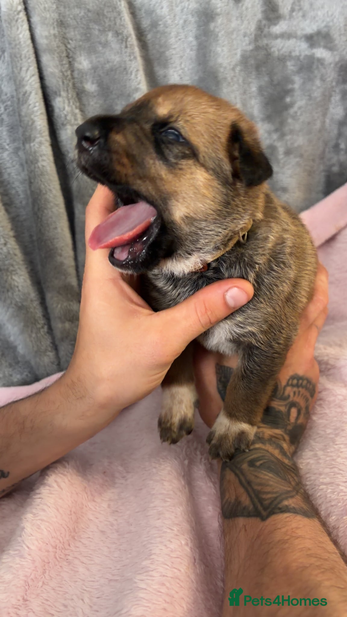 Mixed Breed dogs for sale: Belgian Mali x German shepherd  - Advert 19