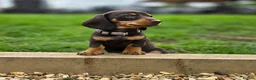 Miniature Dachshund dogs for sale: 2 Gorgeous Miniature dachshund females  - Advert 12