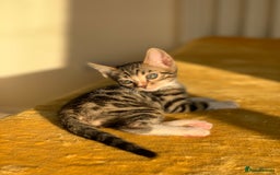 Bengal cats for sale: Ready to leave 3 left, 3/4 Bengal Kittens Rosetted - Image 17
