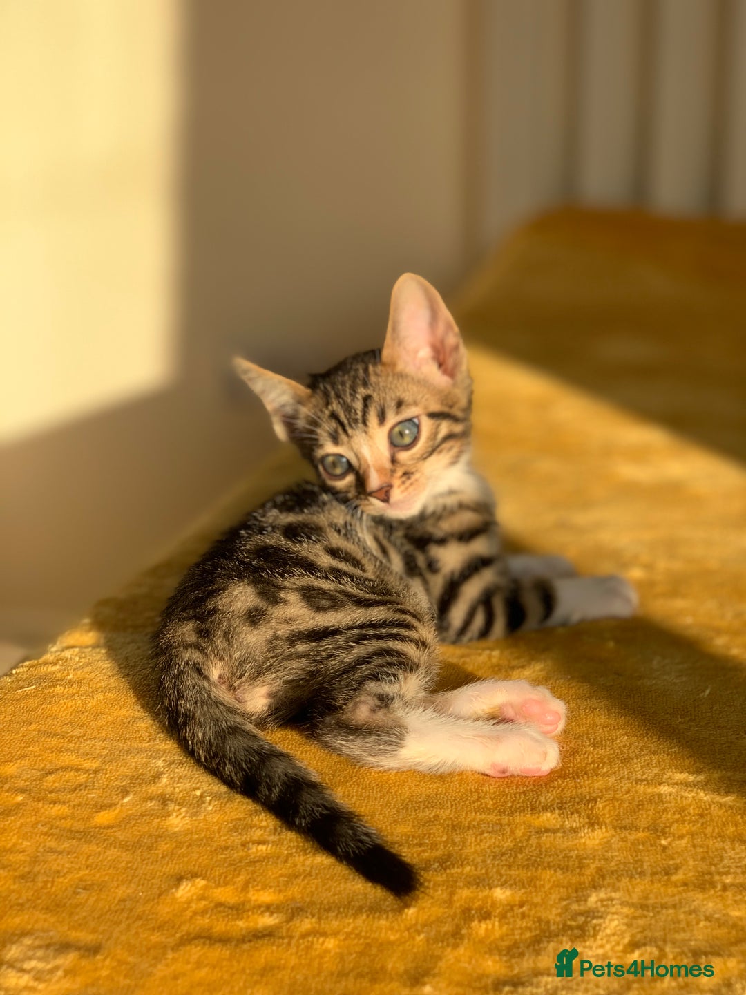 Bengal cats for sale: Ready to leave 3 left, 3/4 Bengal Kittens Rosetted - Image 17
