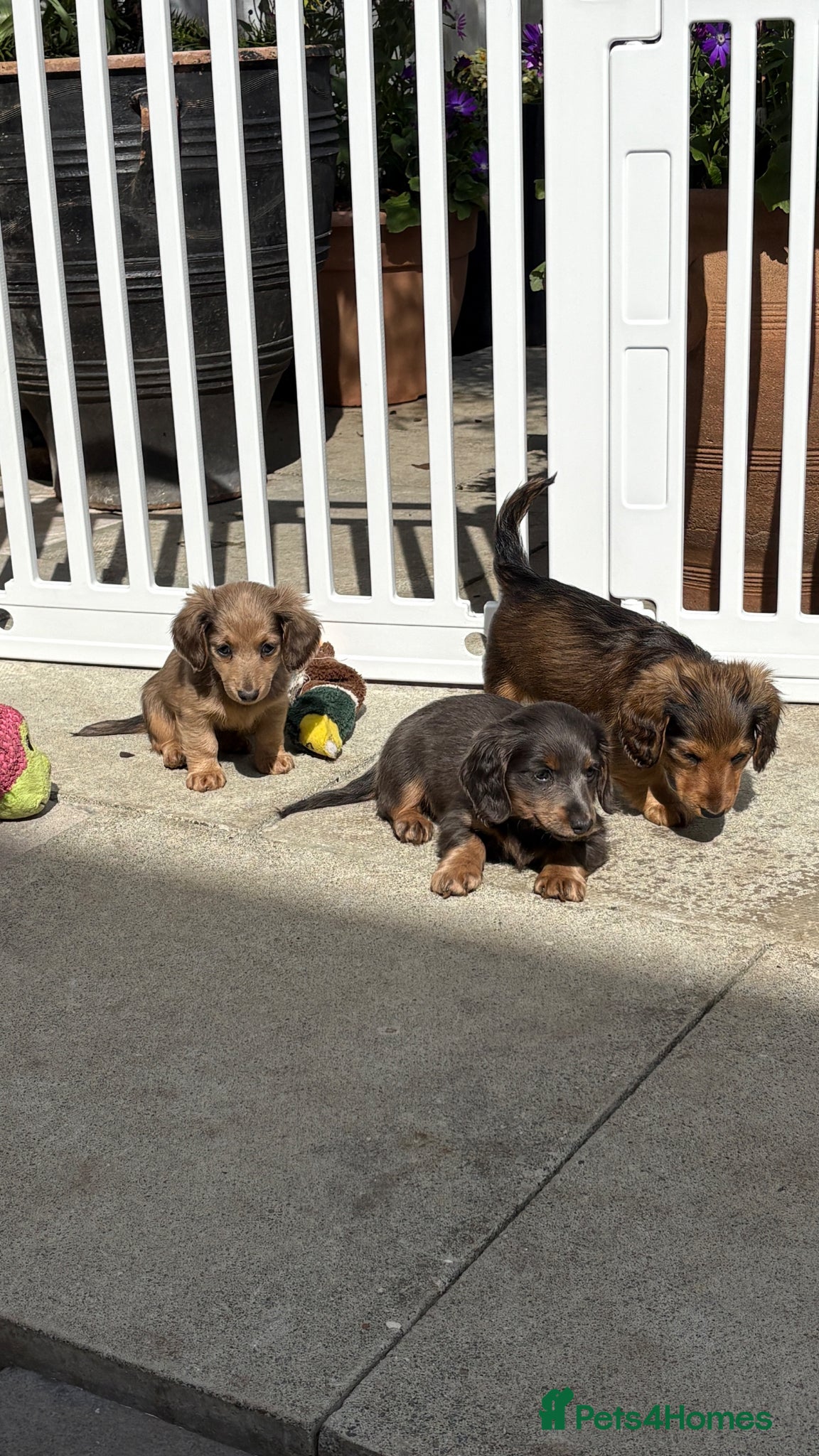 Miniature Dachshund dogs ♥️LONG COAT DAXI GIRLS ♥️ - Advert 12