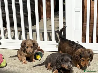 Miniature Dachshund dogs ♥️LONG COAT DAXI GIRLS ♥️ - Advert 12