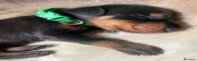 Dobermann 13