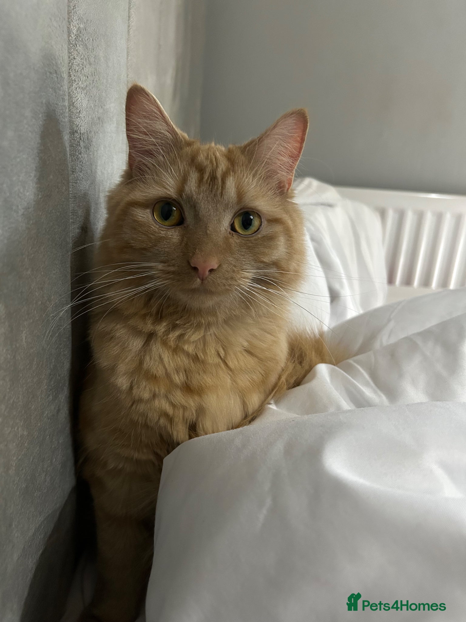 Mixed Breed cats for sale: Simba  - Advert 5
