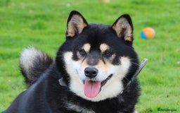 Japanese Shiba Inu dogs for sale: 	“Shiba Inu Puppies – Champion Pedigree, DNA Clear - Image 25