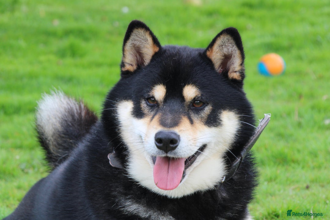 Japanese Shiba Inu dogs for sale: 	“Shiba Inu Puppies – Champion Pedigree, DNA Clear - Image 25