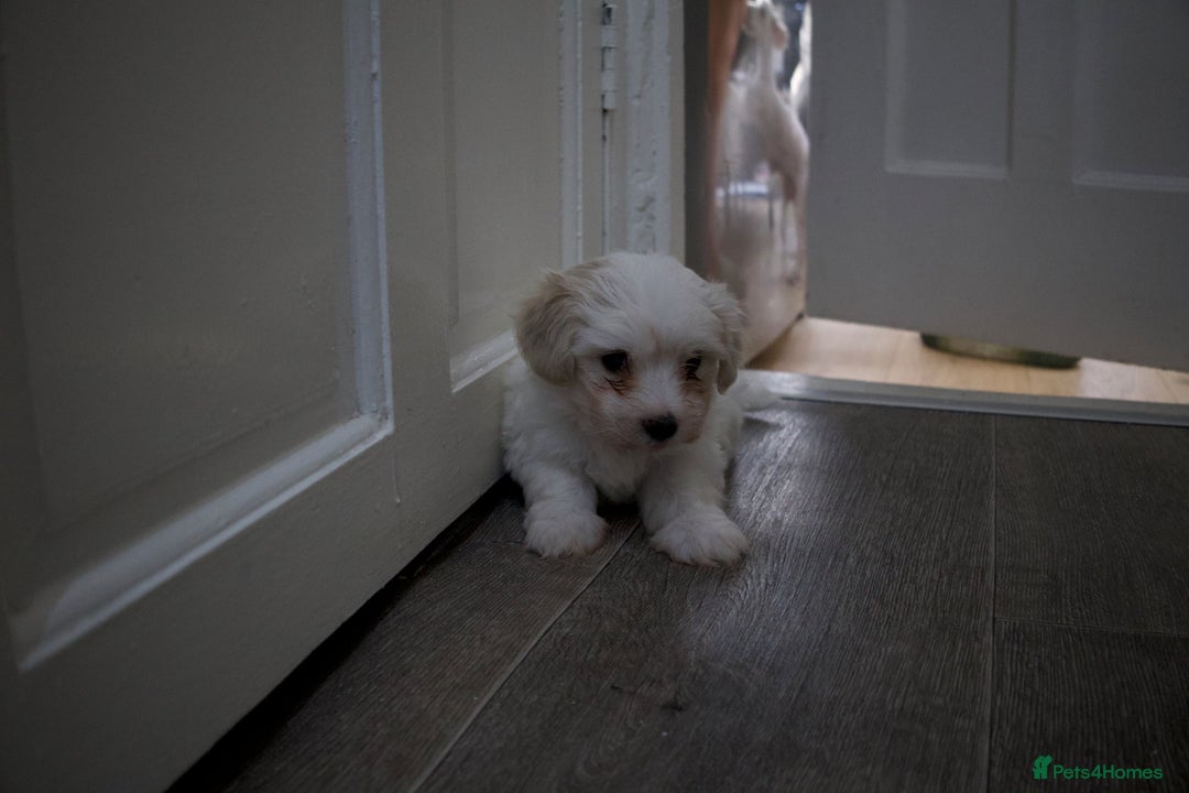 Maltese dogs for sale: Adorable maltese 3boys and 3 girls - Image 16