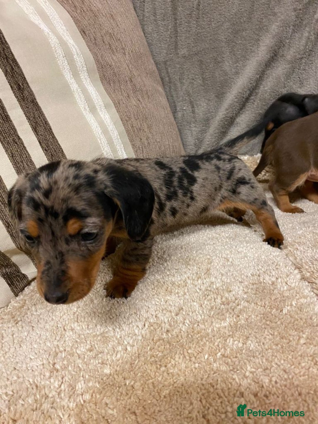 Miniature Dachshund dogs for sale: Miniature dachshund puppies for sale - Advert 2