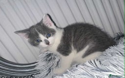 British Shorthair cats for sale: Kittens for sale bradford - Image 15