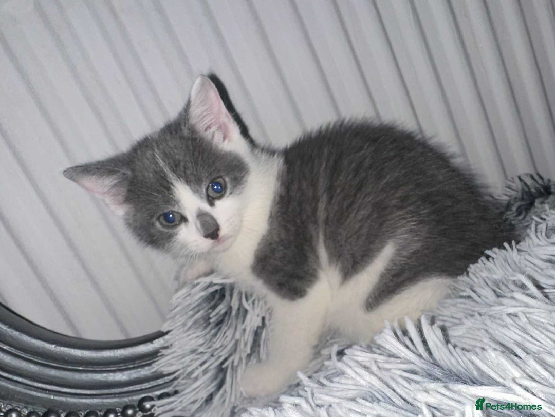 British Shorthair cats for sale: Kittens for sale bradford - Image 15
