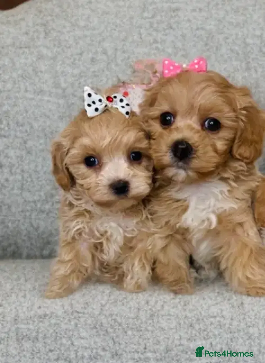 Maltipoo dogs for sale: Beautiful tiny size Maltipoo Puppies Available!  - Image 9