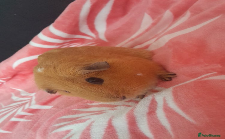 Guinea Pig rodents - Advert 13