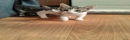 Mixed Breed cats for sale:  Nice litter of four Bengal mix. - Advert 3