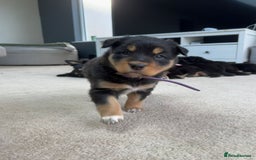 Welsh Collie dogs for sale: Welsh Collie (Tri Colour) Puppies for sale - Image 3