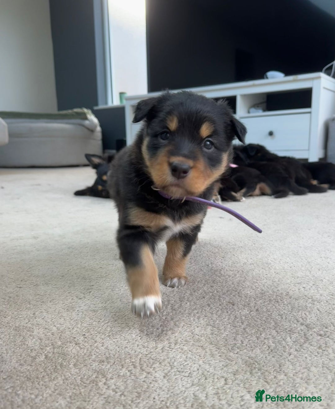 Welsh Collie dogs for sale: Welsh Collie (Tri Colour) Puppies for sale - Image 3