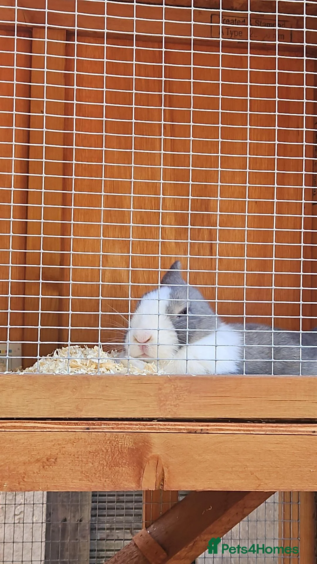 Mixed Breed rabbits for sale: Grey and white rabbit in Poole - Advert 4