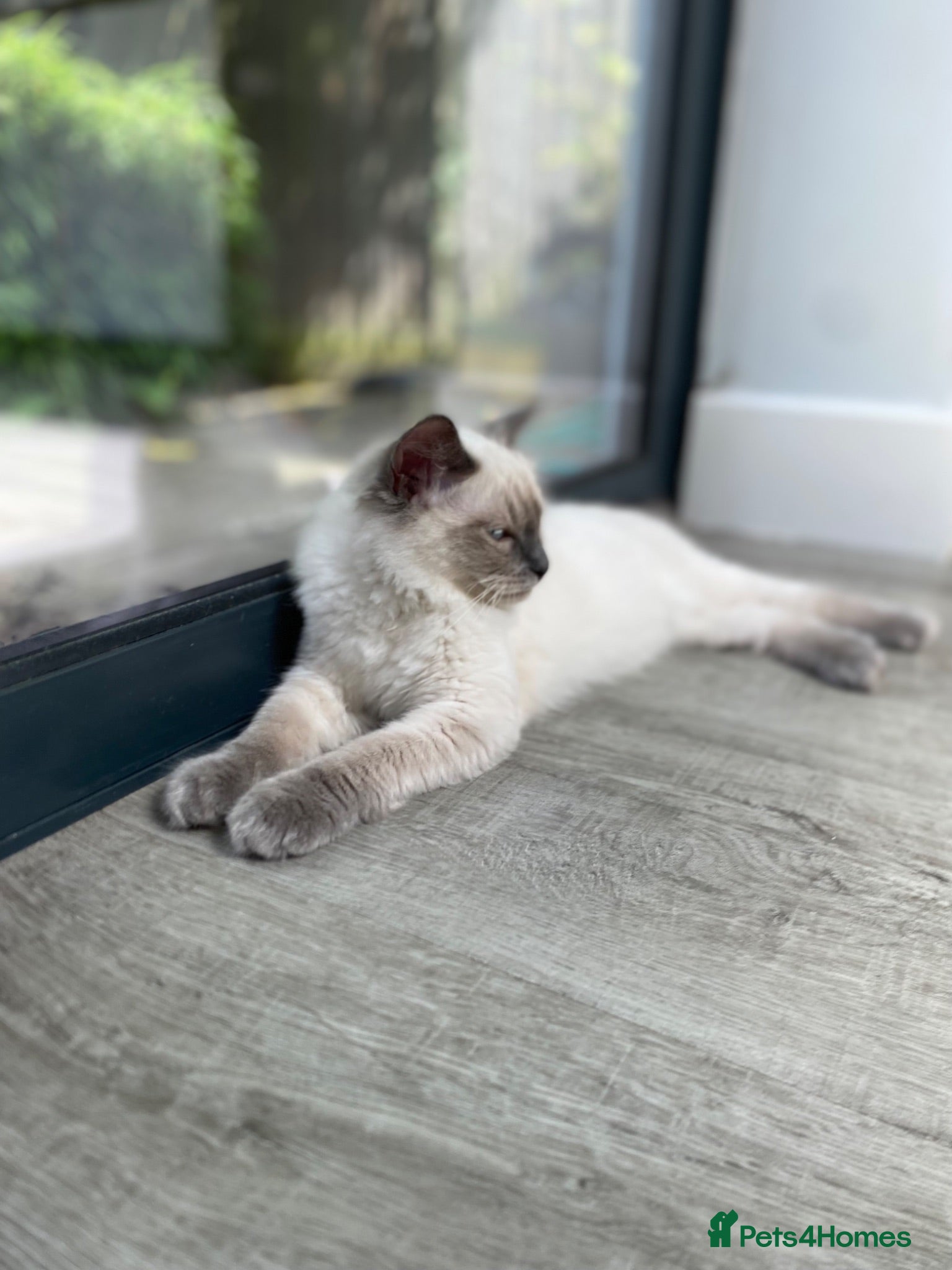 Ragdoll cats 💙🐾💙 1 LEFT -TICA registered Ragdolls Available  - Advert 16