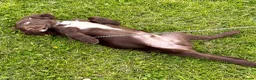 Springador dogs for sale: 15 Week Old Springador Pup  - Advert 5