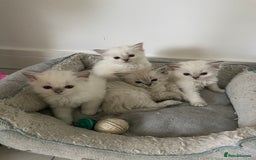 Ragdoll cats for sale: FULL PEDIGREE RAGDOLL KITTENS! READY BEFORE XMAS! - Image 9