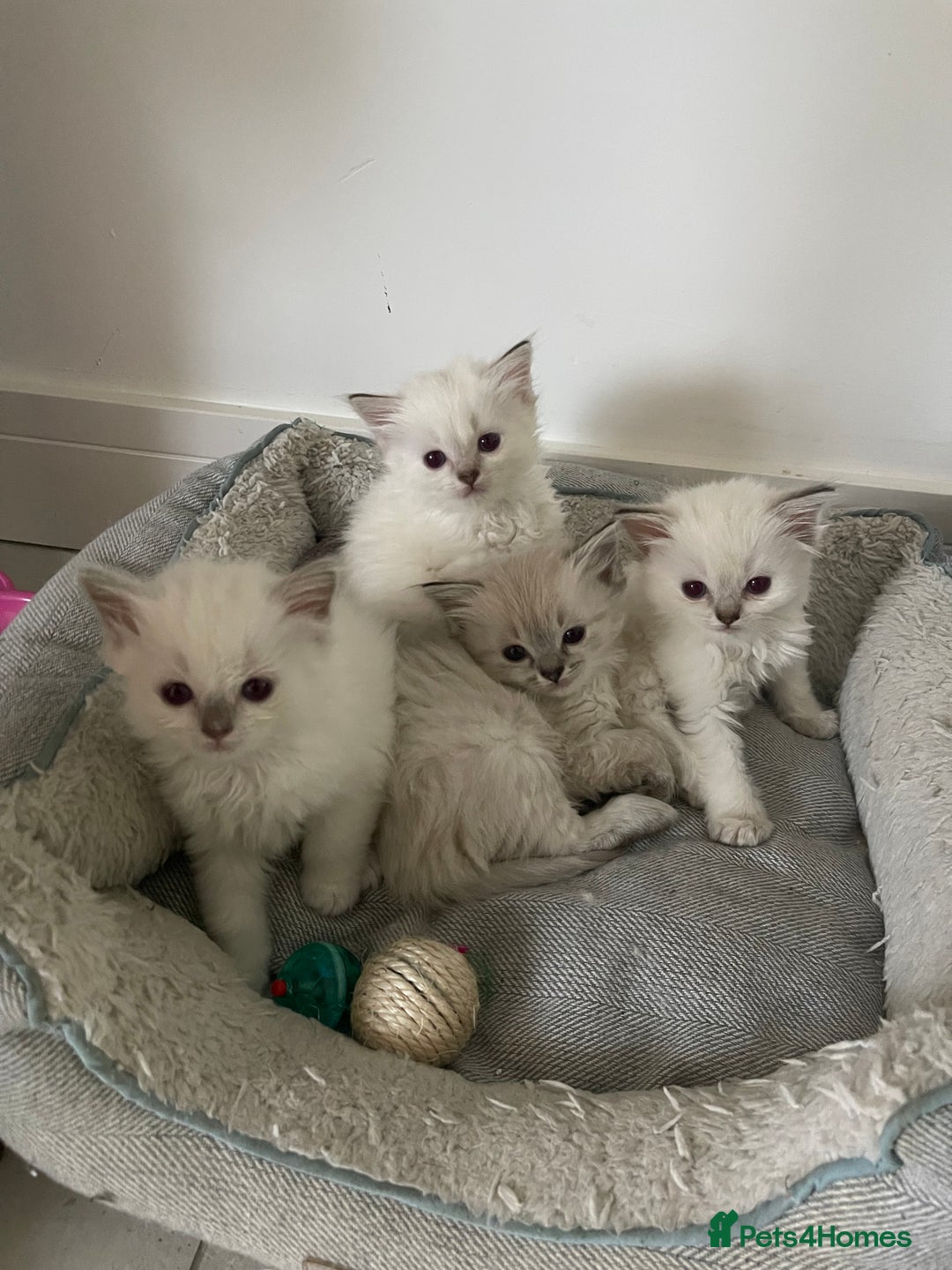 Ragdoll cats for sale: FULL PEDIGREE RAGDOLL KITTENS! READY BEFORE XMAS! - Image 9