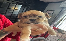 Lhasa Apso dogs for sale: Lhasa apso - Image 6