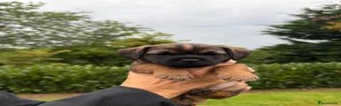 Border Terrier 2