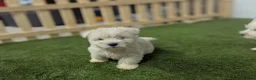 West Highland Terrier dogs for sale: West Highland Terrier puppies  - Advert 7
