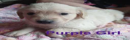Golden Retriever dogs for sale: Beautiful Home Raised Golden Retriever Puppies - Advert 25