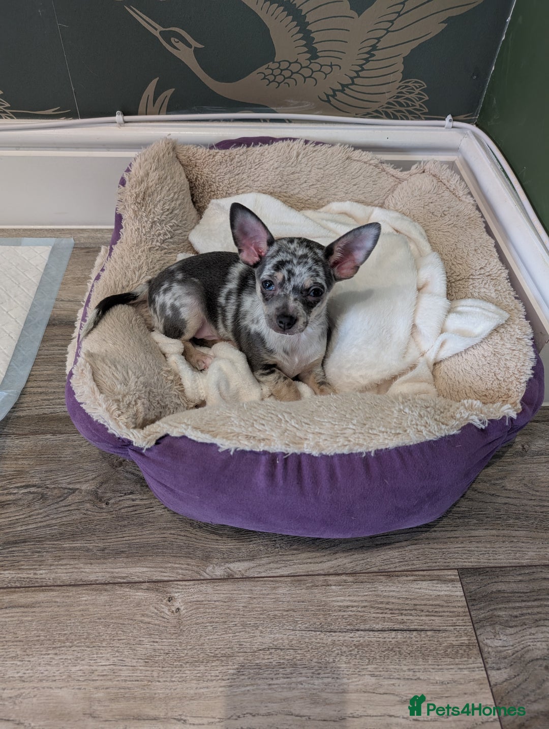 Chihuahua dogs for stud: Handsome Chihuahua for stud - Advert 6