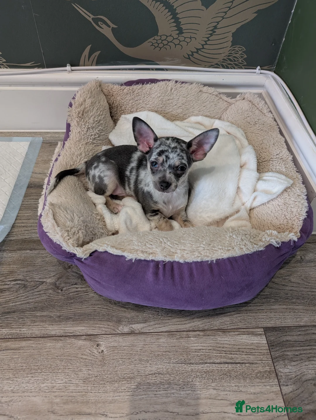 Chihuahua dogs for stud: Handsome Chihuahua for stud - Advert 6