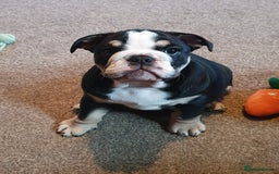 English Bulldog dogs for sale: ⭐️⭐️⭐️Exceptional English bulldog puppies  - Image 16