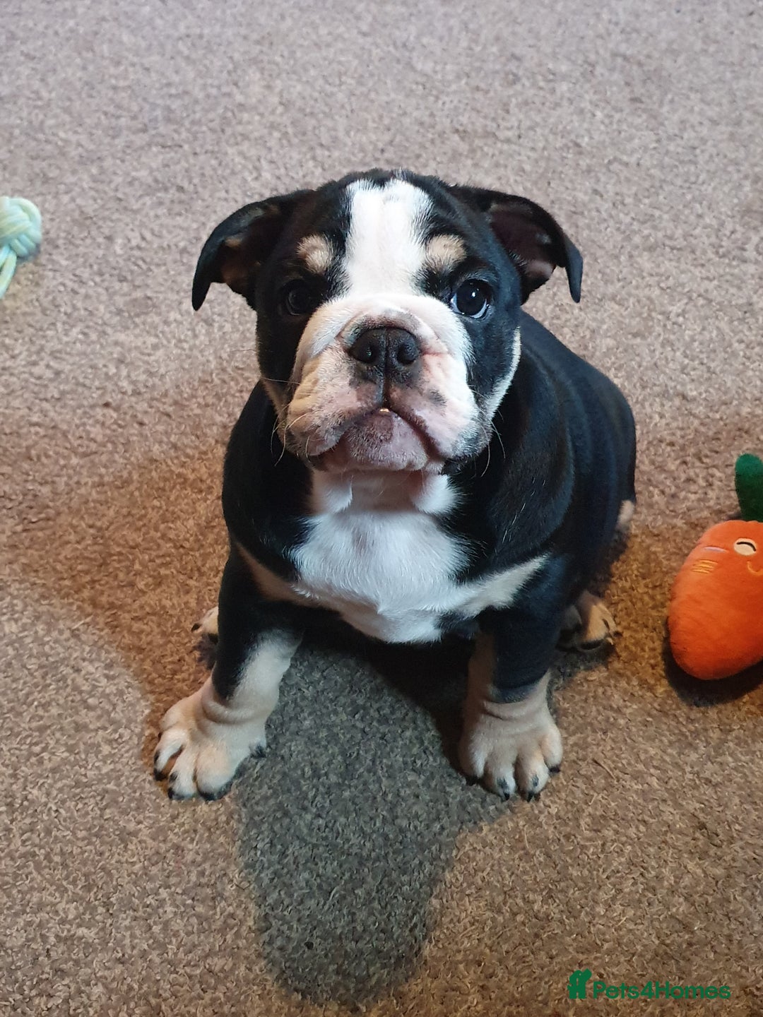 English Bulldog dogs for sale: ⭐️⭐️⭐️Exceptional English bulldog puppies  - Image 16