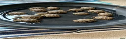 Tortoise reptiles for sale: Mediterranean Spur-thigh Hatchlings - Advert 4