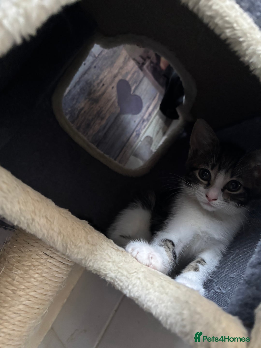 Mixed Breed cats for sale: Beautiful loving kittens  - Image 3
