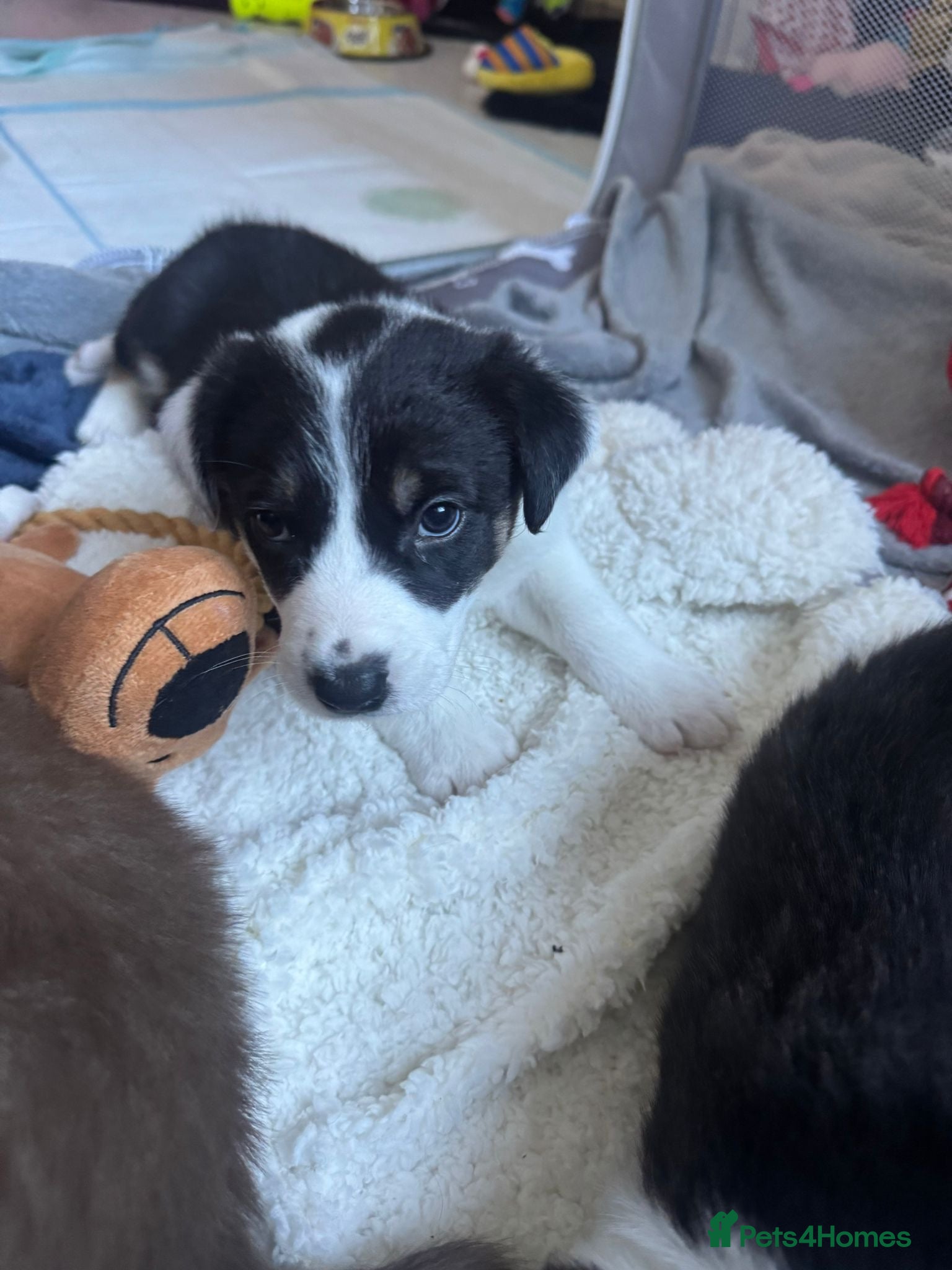 Border Collie dogs Border collie pup for sale - Advert 14