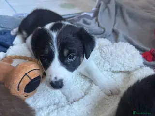 Border Collie dogs Border collie pup for sale - Advert 14