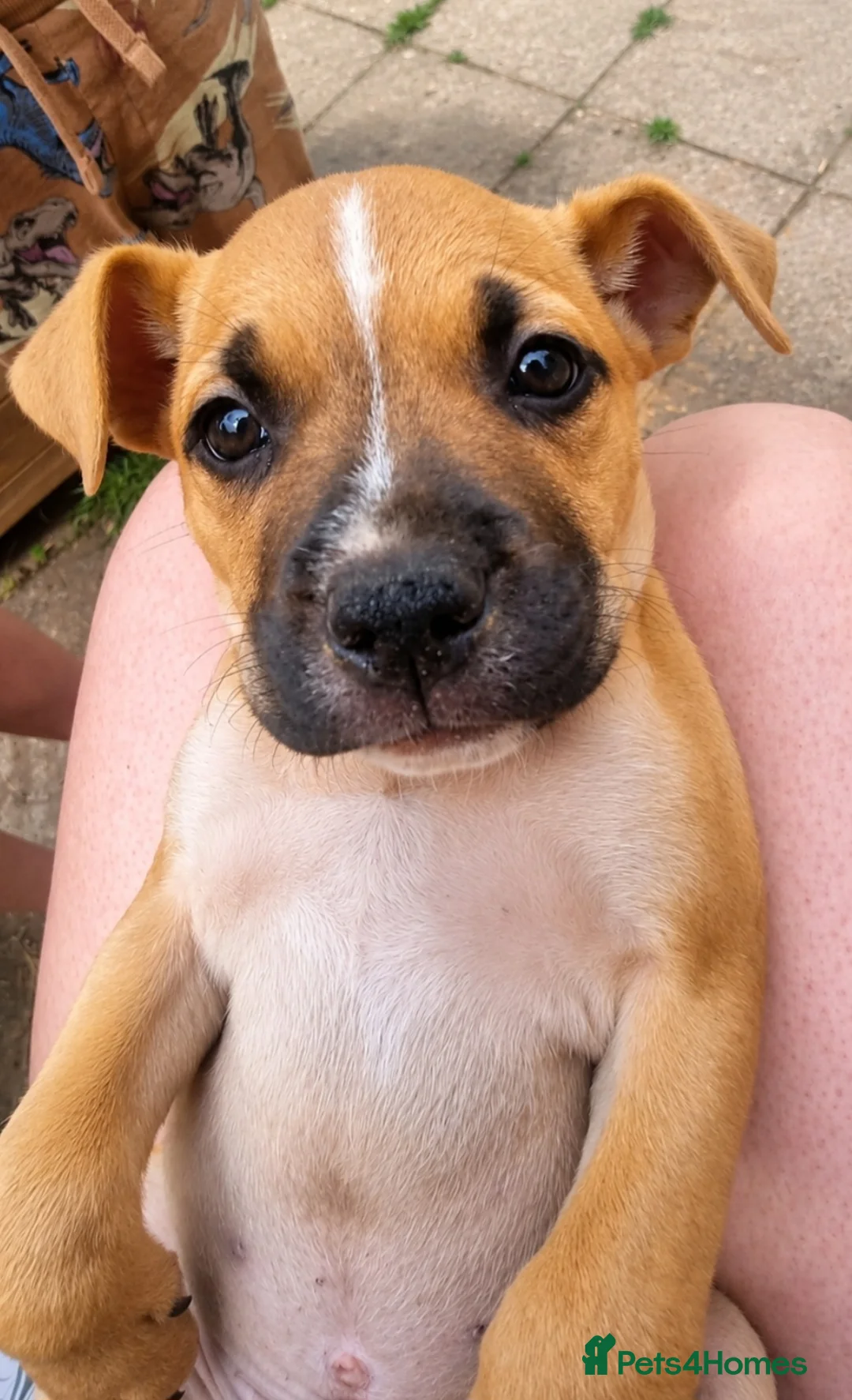 Mixed Breed dogs for sale: Loving Staffy x American Bulldog Pups - Ready Now  - Advert 23