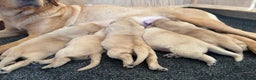 Labrador Retriever dogs for sale: Labrador puppy’s  - Advert 3