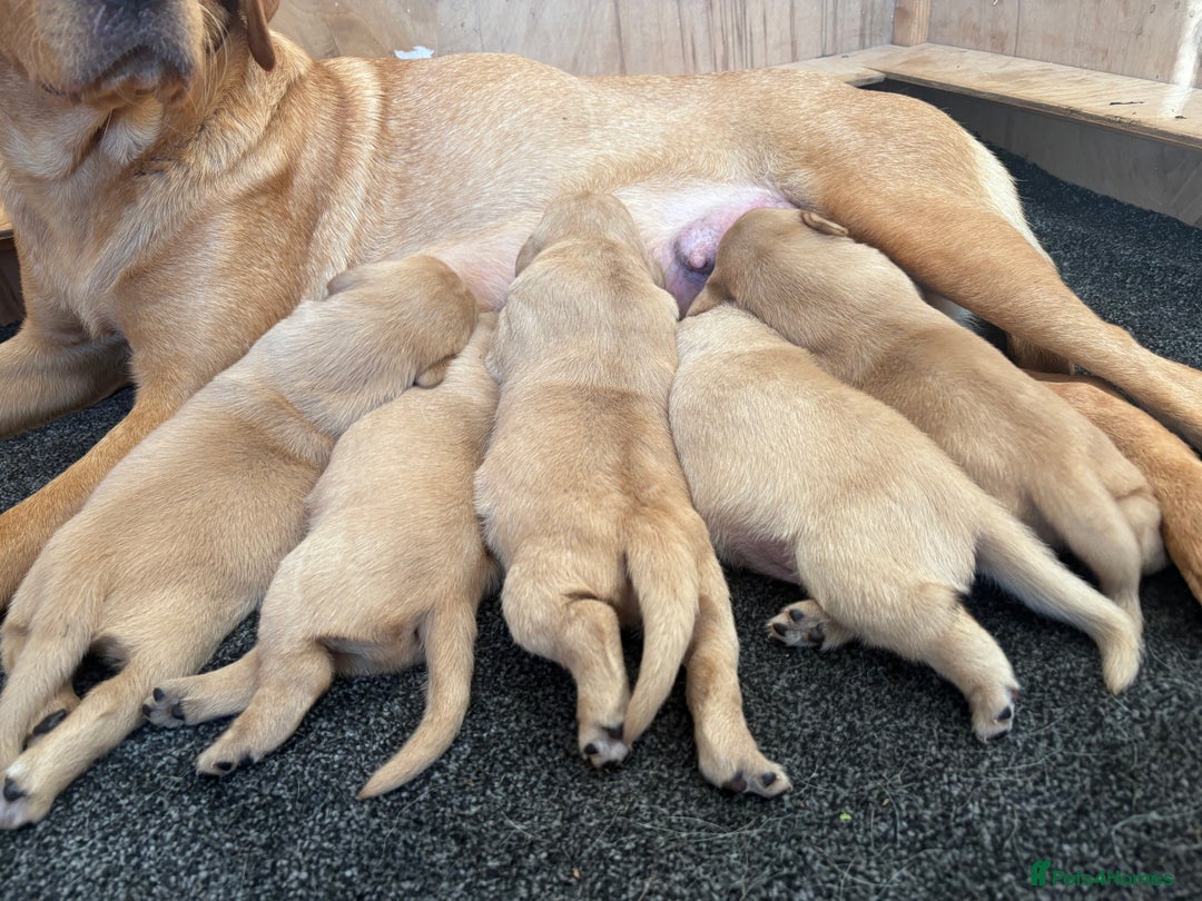 Labrador Retriever dogs for sale: Labrador puppy’s  - Advert 3