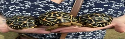 Tortoise reptiles for sale: INDIAN STAR TORTOISE - Advert 4