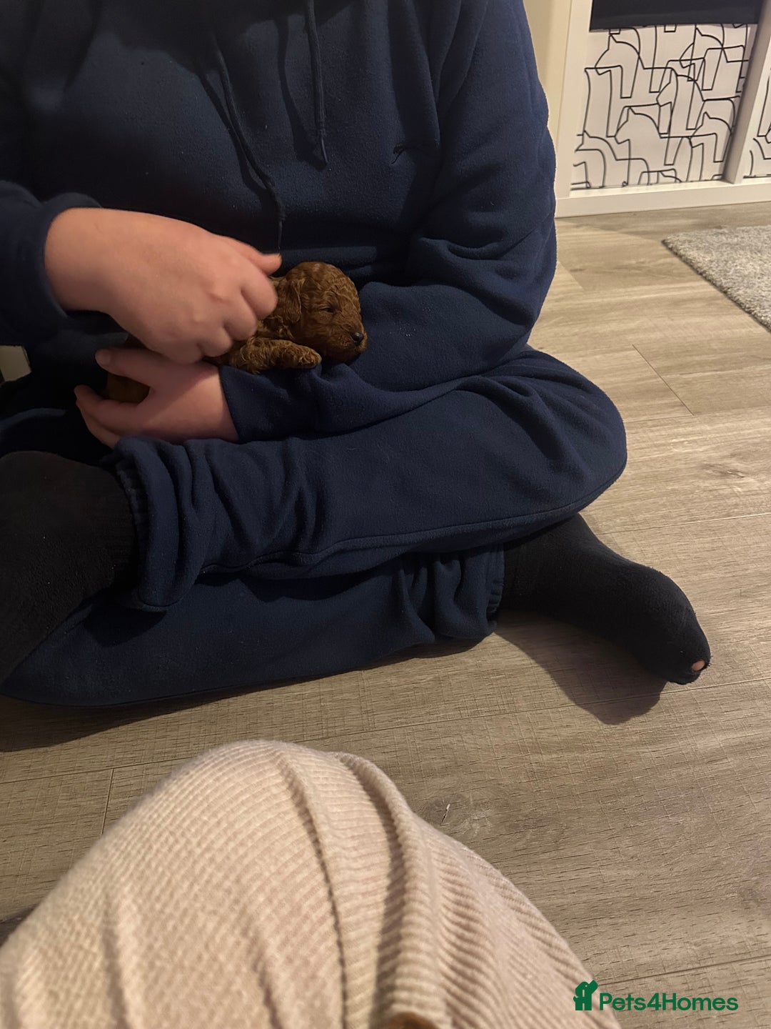 Toy Poodle dogs for sale: 2 TINY BOYS LEFT kc registered deep red toy poodle - Advert 2
