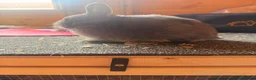 Netherland Dwarf rabbits for sale: Pure bred netherland dwarfs - Advert 6