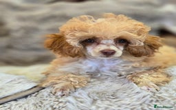 Toy Poodle dogs for sale: KC Reg stunning tiny Choc Apricot Girl Toy Poodle - Image 5