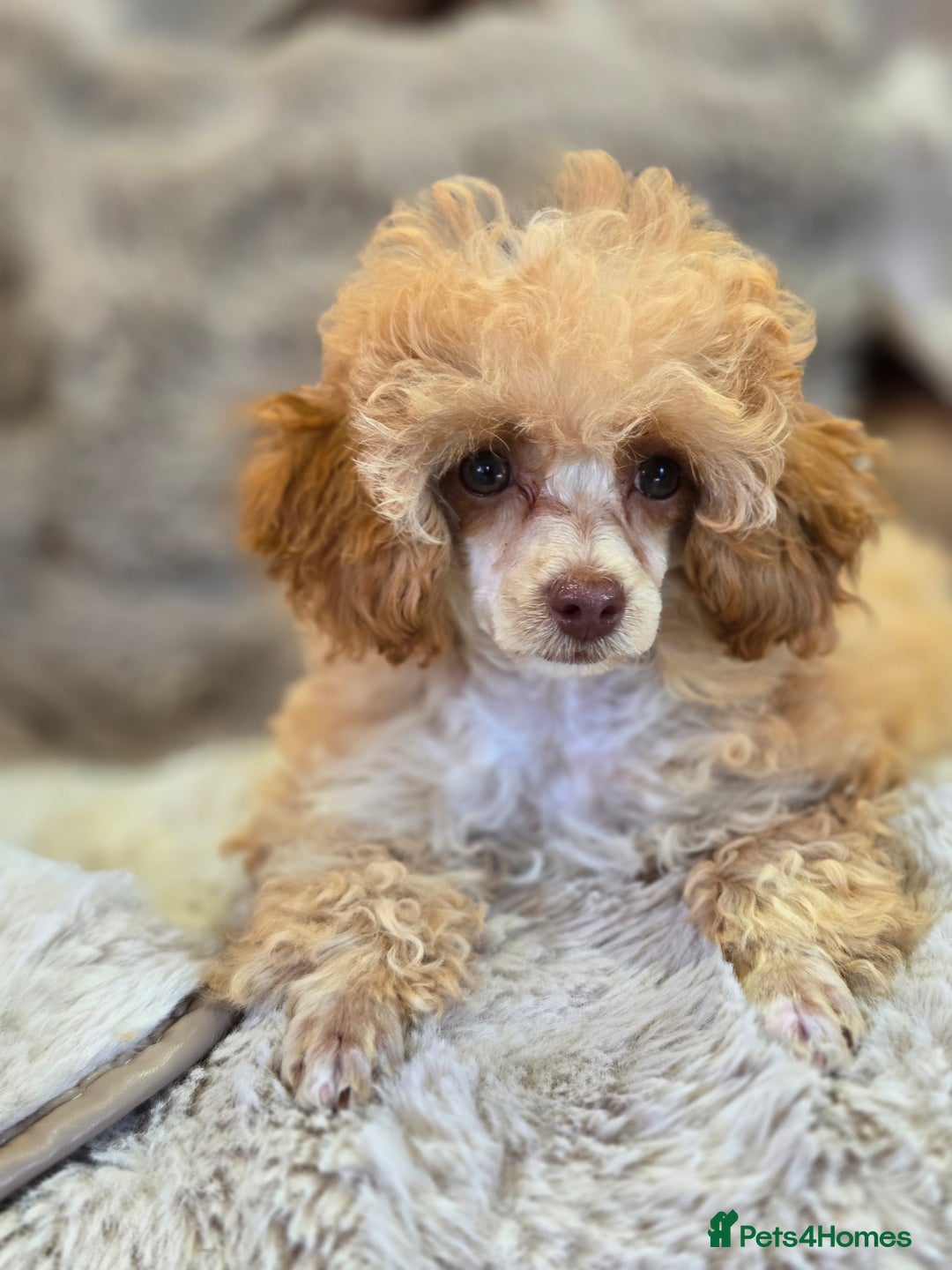 Toy Poodle dogs for sale: KC Reg stunning tiny Choc Apricot Girl Toy Poodle - Image 5