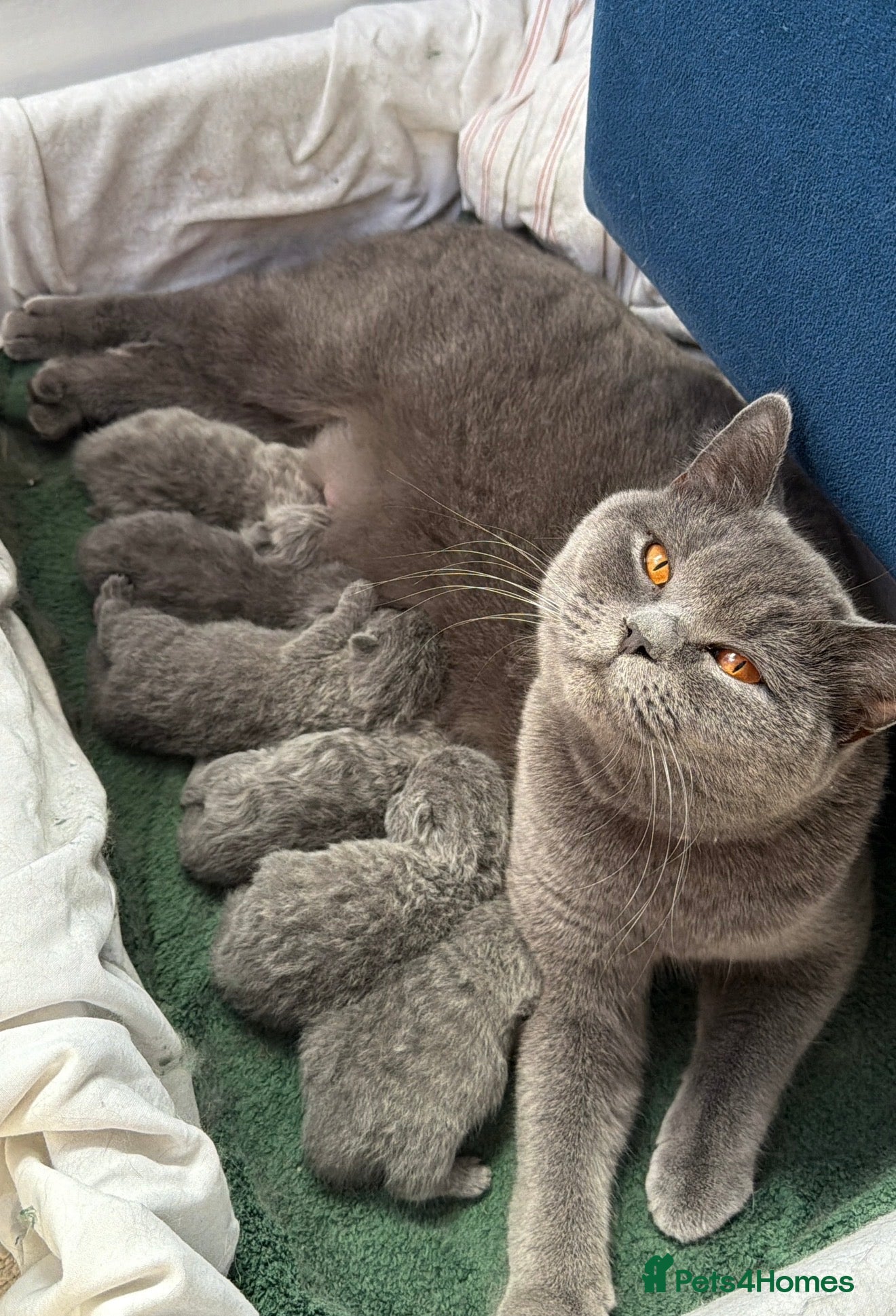 British Shorthair cats The most beautiful British shorthair kittens - Advert 2