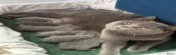 British Shorthair cats for sale: The most beautiful British shorthair kittens - Advert 1