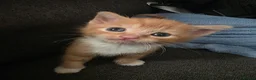 Mixed Breed cats for sale: Beautiful kittens! One boy left!  - Advert 11