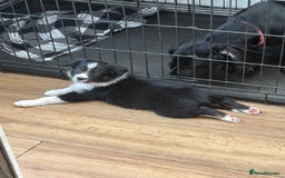 Border Collie dogs for sale: Border collie puppies ** Ready to Leave ** - Image 20