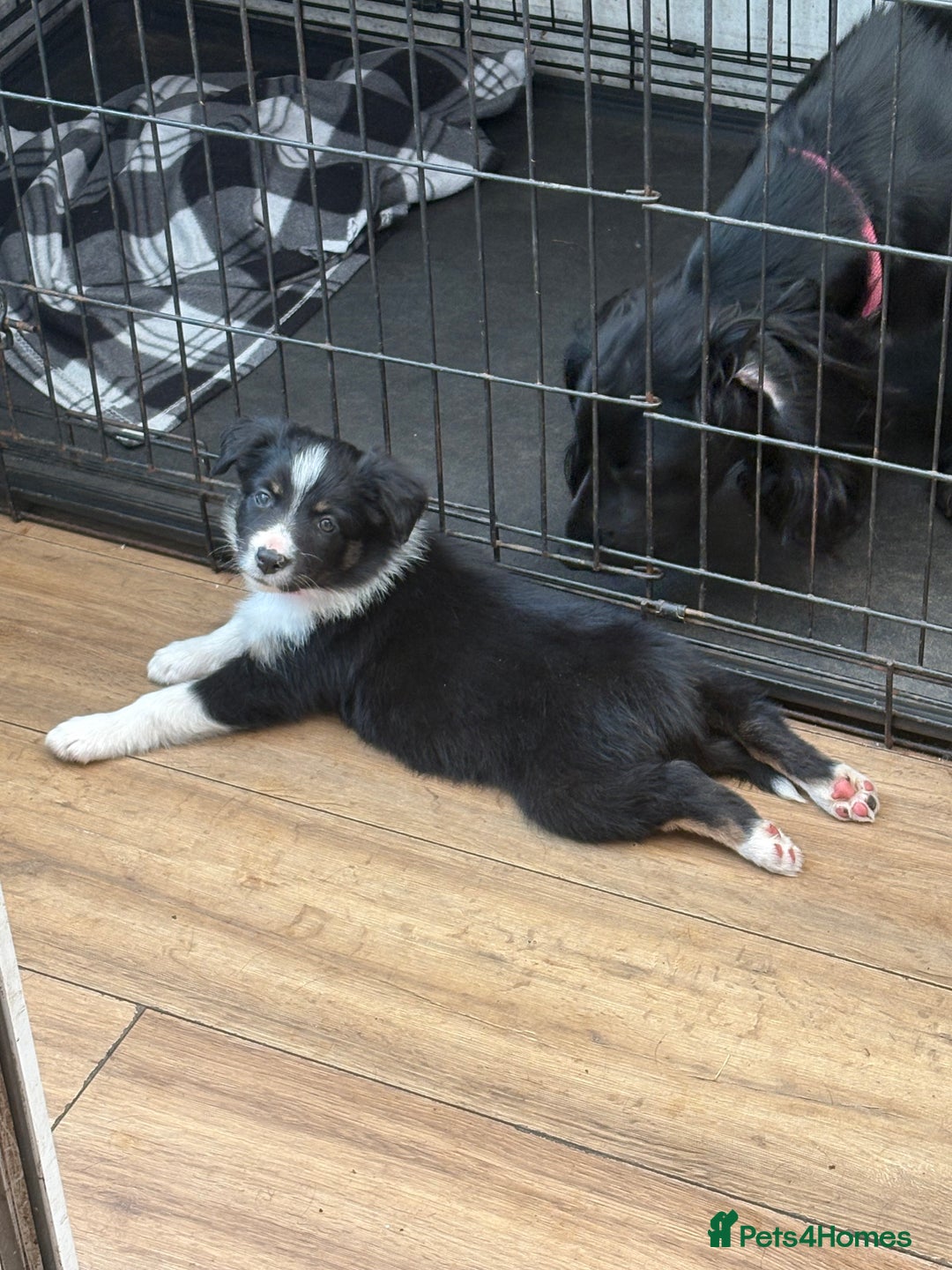 Border Collie dogs for sale: Border collie puppies ** Ready to Leave ** - Image 20