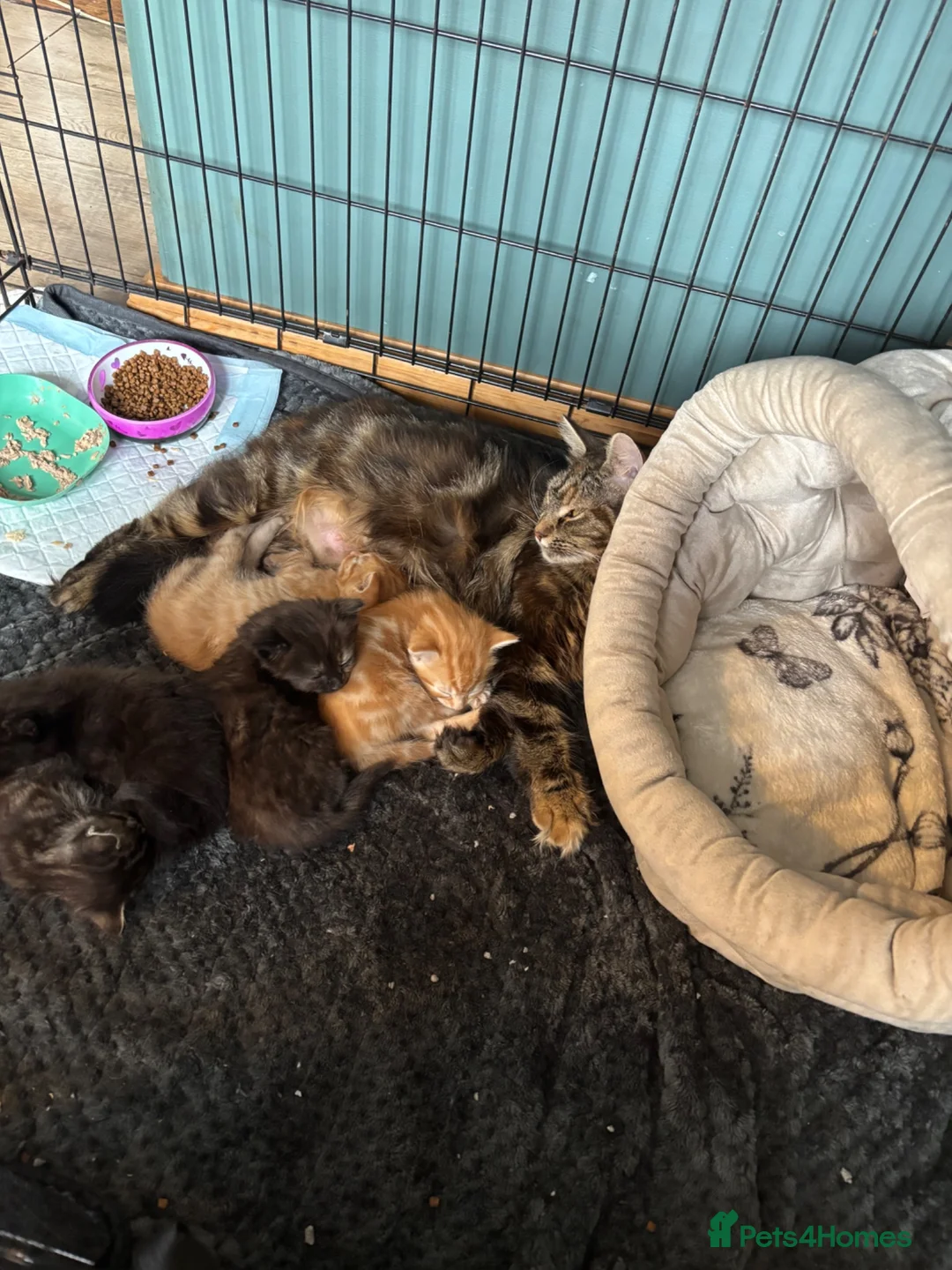 Domestic Shorthair cats for sale: Kittens looking for forever homes 4boys - Advert 12